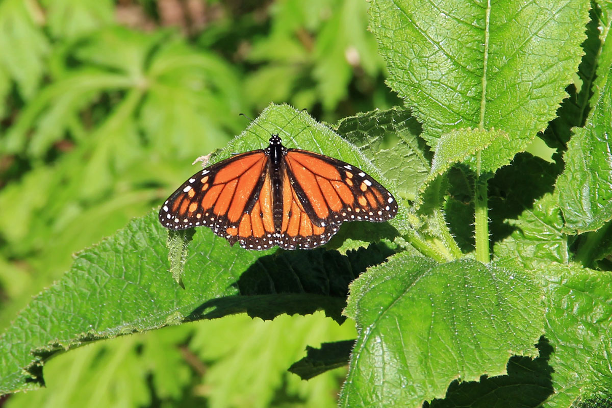 Danaus (Danaus) plexippus e Vanessa atalanta